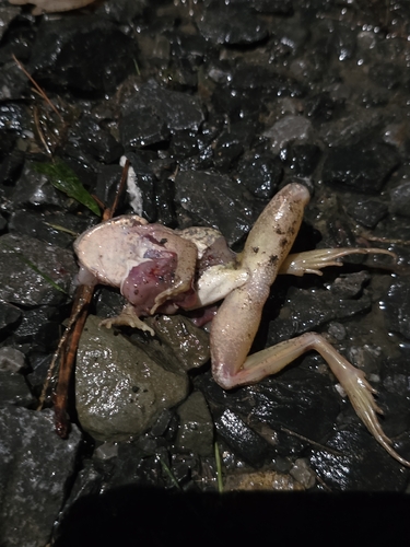 Wood Frog