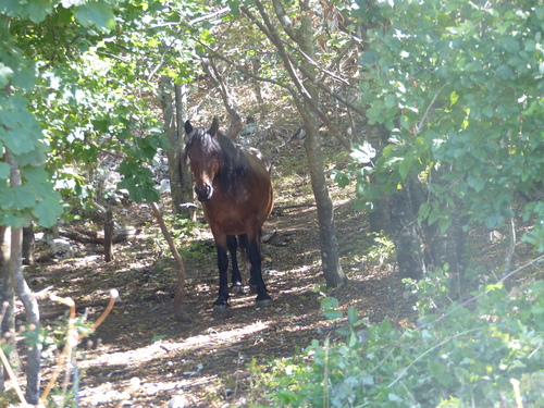 Domestic Horse