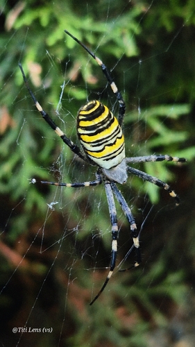 Wasp Spider