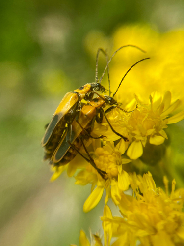 Goldenrod Soldier Beetle