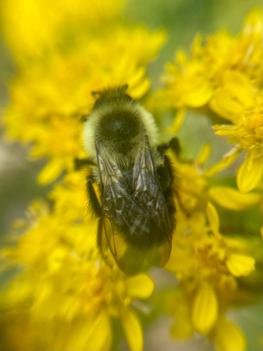 Common Eastern Bumble Bee