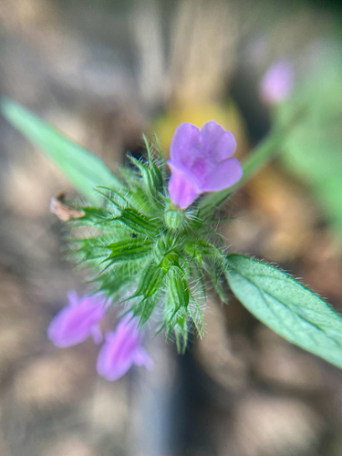 Wild Basil