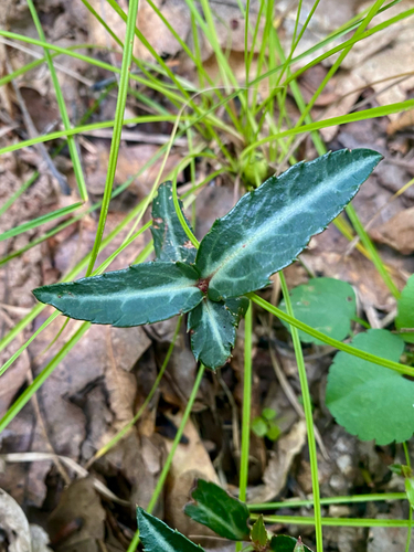 striped wintergreen
