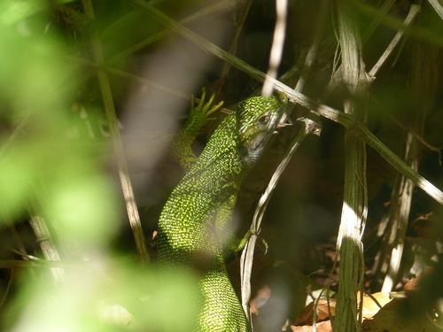 Green Lizard