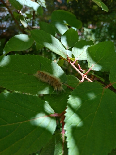 Banded Tussock Moth
