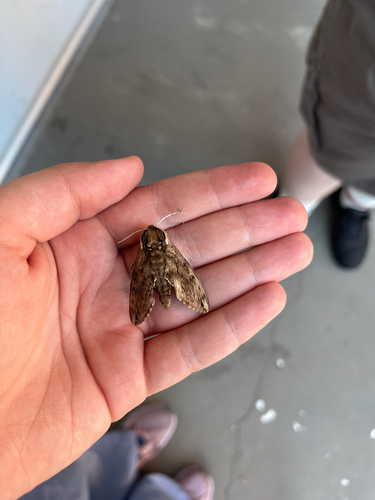 Catalpa Sphinx