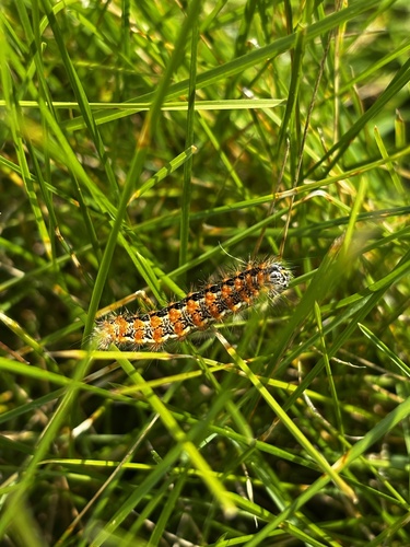 Marsh Dagger