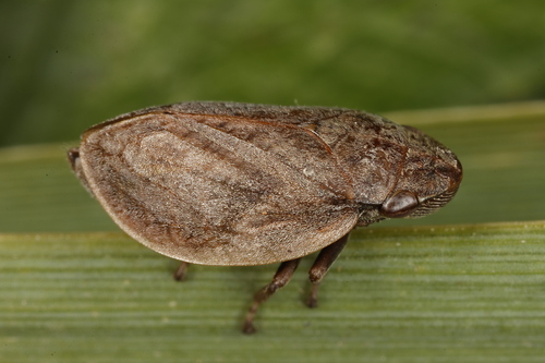Lepyronia coleoptrata