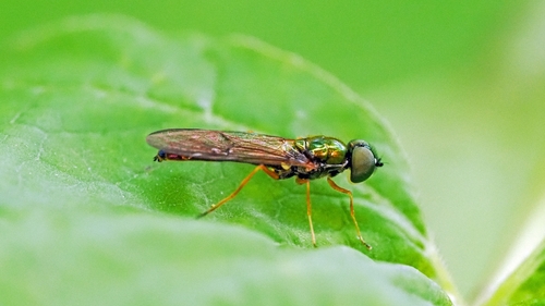 Twin-Spot Centurion Fly