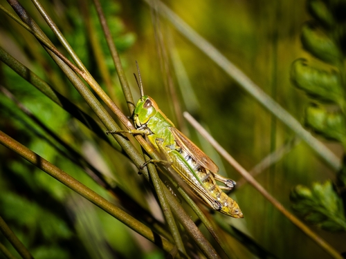 Water-meadow Grasshopper