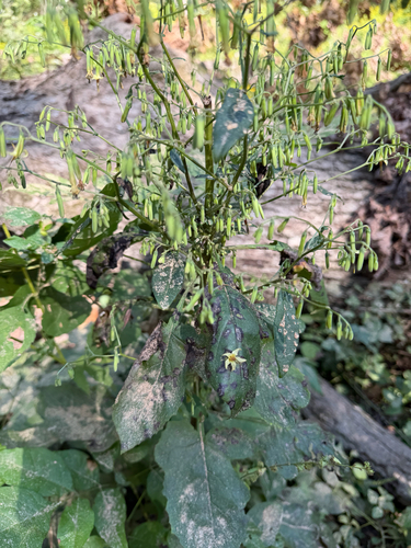 tall rattlesnake root