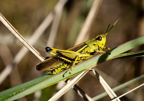 Large Marsh Grasshopper