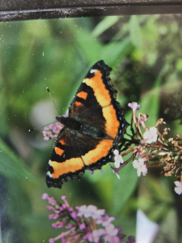 Milbert's Tortoiseshell