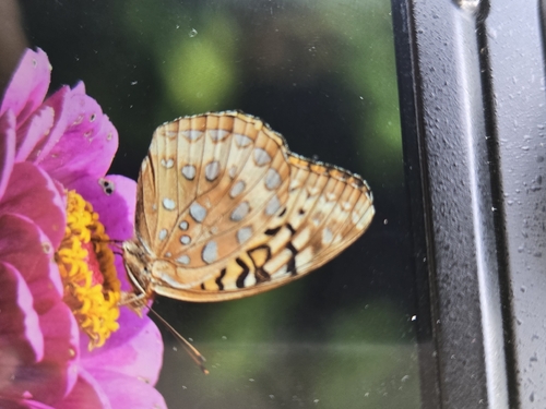 Great Spangled Fritillary