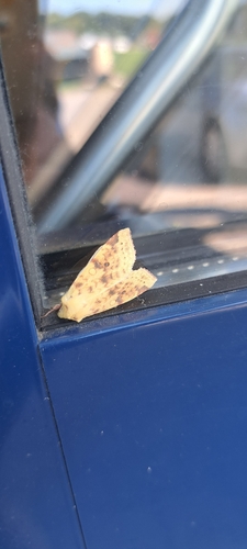 The Sallow