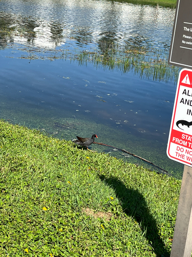 Common Gallinule