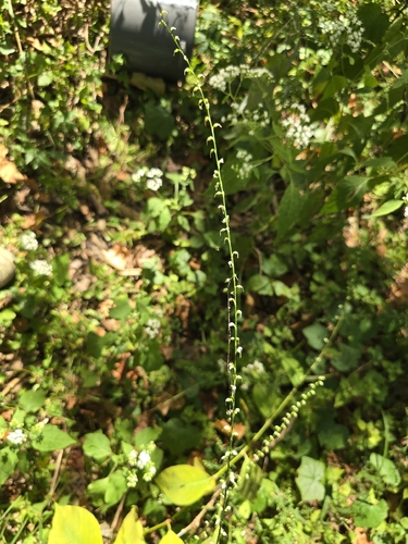 American jumpseed