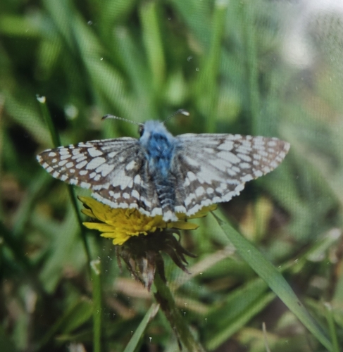 Common Checkered-Skipper