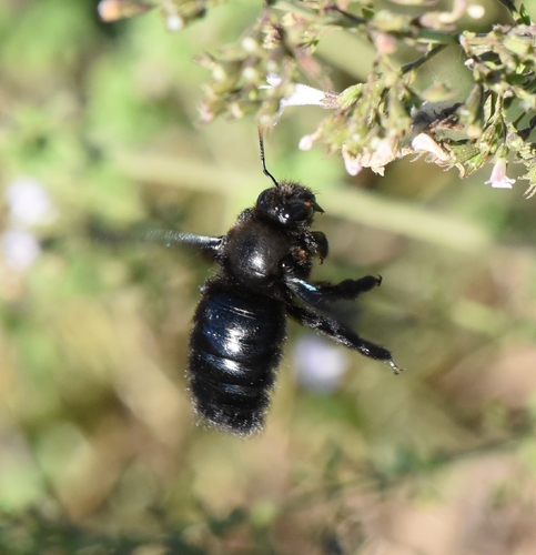 Violet Carpenter Bee
