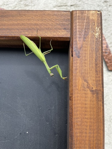 European Mantis