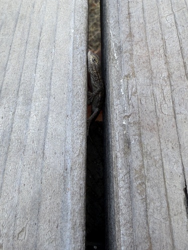 Western Fence Lizard