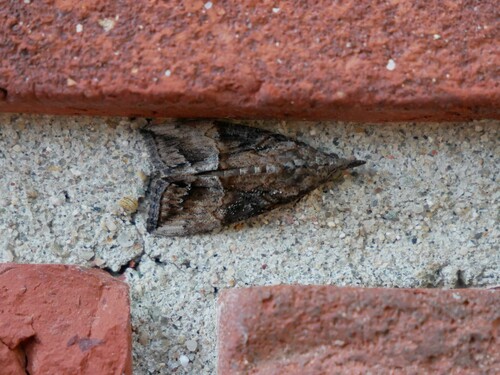 Green Cloverworm Moth