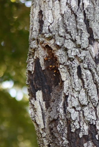 European Hornet