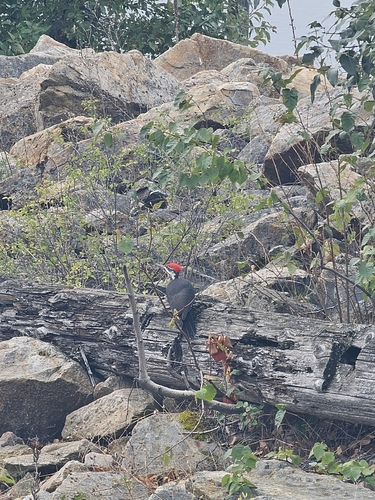 Pileated Woodpecker