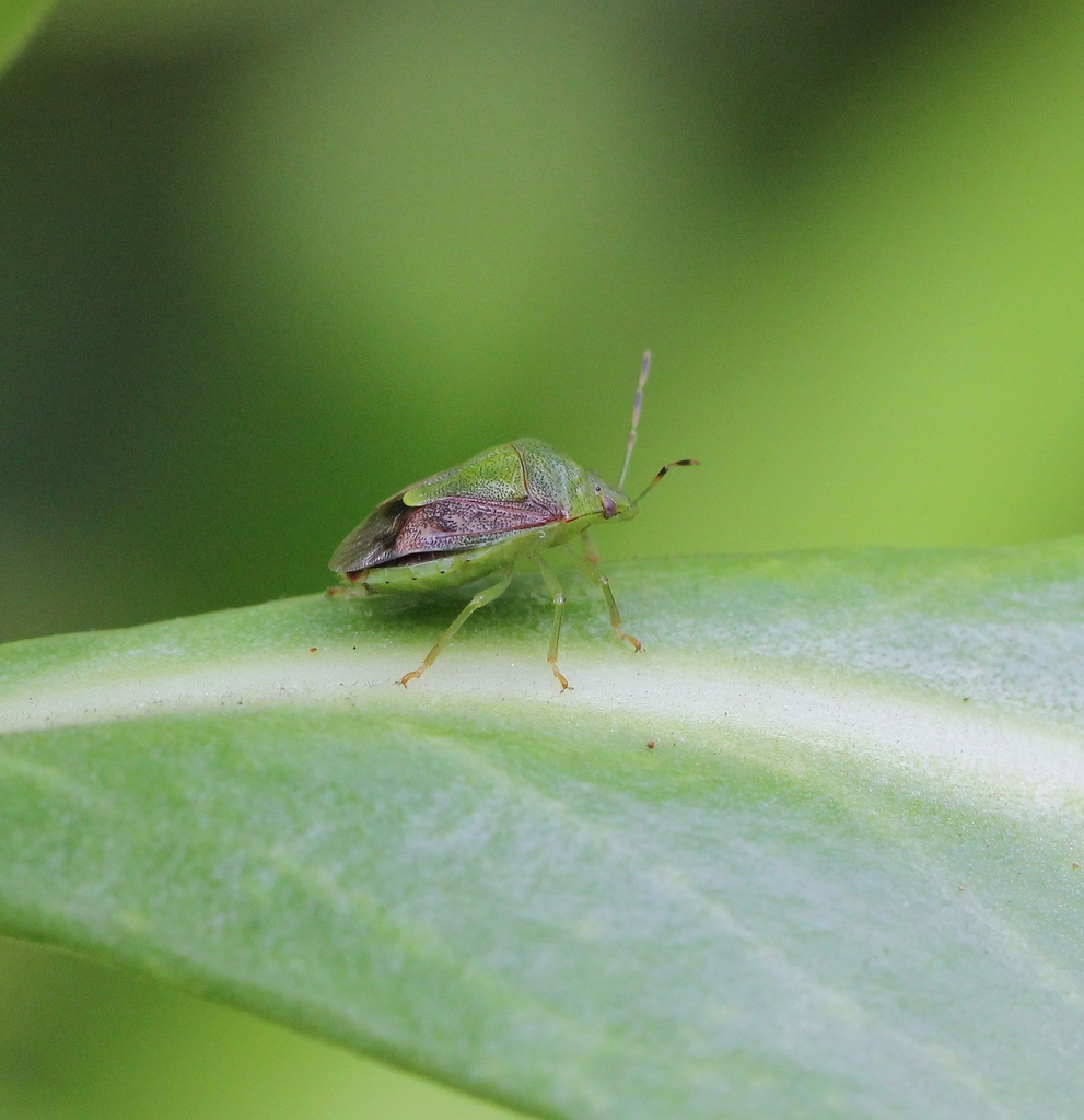 Plautia Crossota From 濕地公園 On May 17, 2020 At 04:52 Pm By Agnes Trekker 