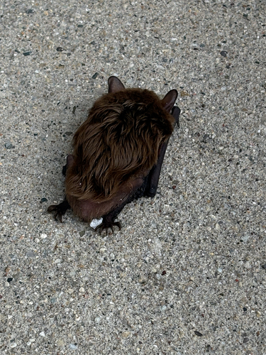 Big Brown Bat