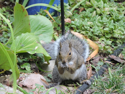 Eastern Gray Squirrel
