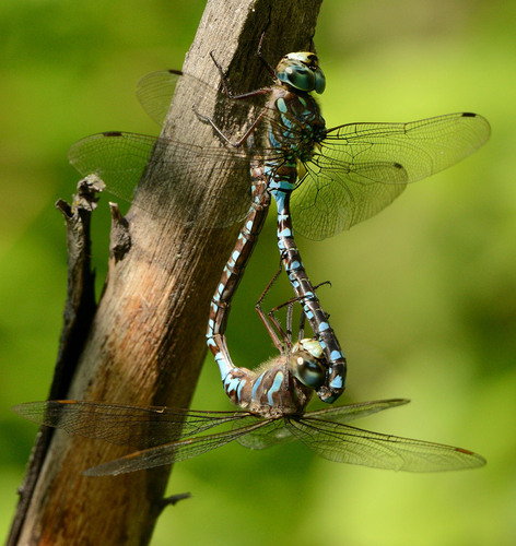 Canada Darner