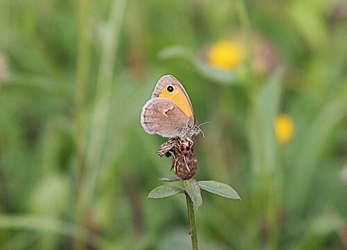 Small Heath