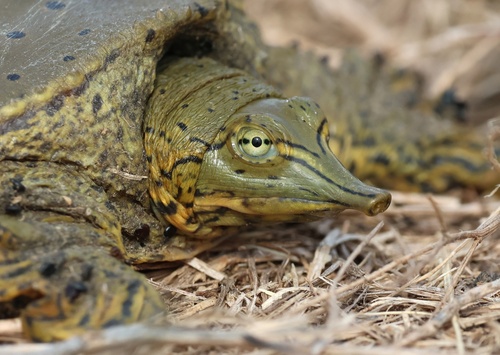 Spiny Softshell