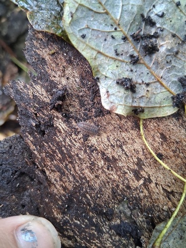 Rathke's Woodlouse