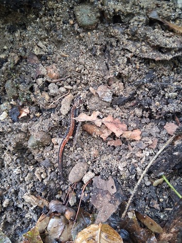Eastern Red-backed Salamander