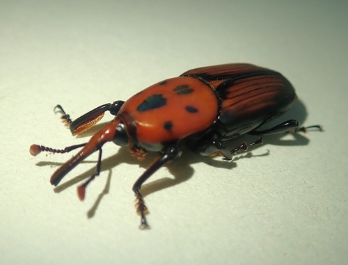 Red Palm Weevil