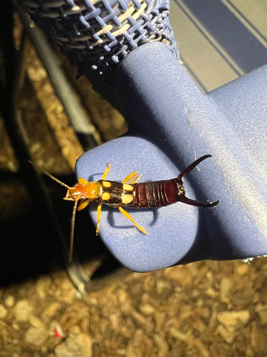 Smyrnean Earwig