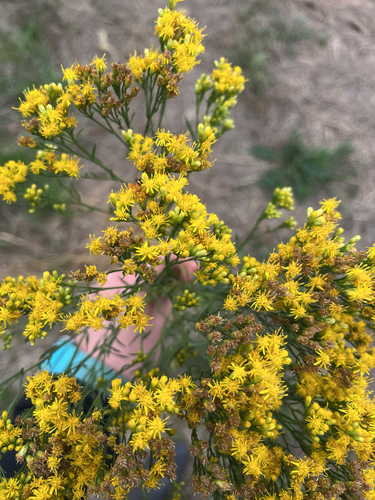 western goldenrod