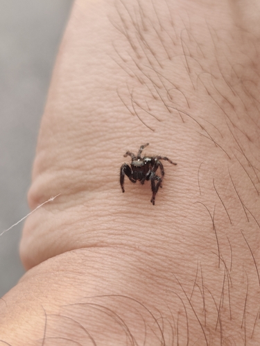 Carrhotus viduus