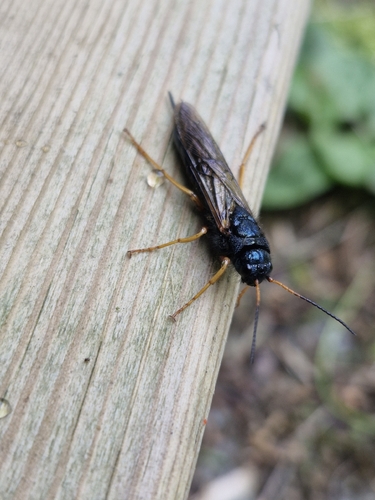 Steely-blue Woodwasp