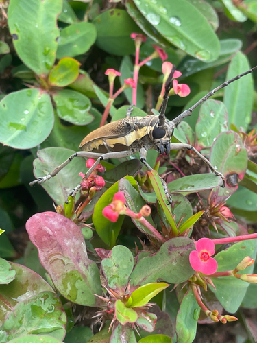 Mango Stem Borer