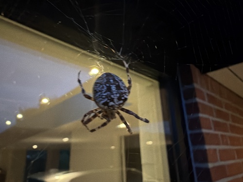 Cross Orbweaver
