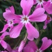 Showy Phlox - Photo (c) jimtietz, all rights reserved