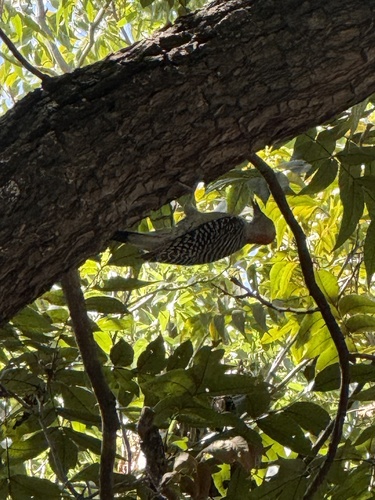 Red-bellied Woodpecker observed by texgardengal