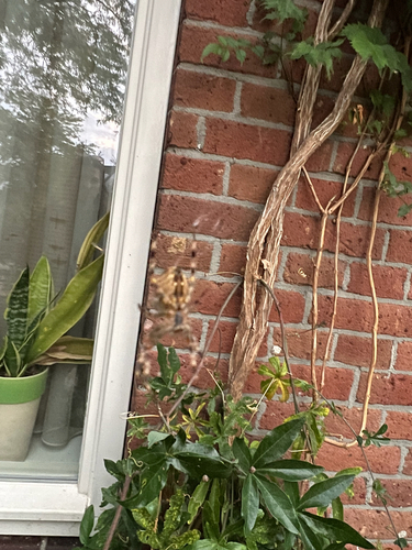Cross Orbweaver
