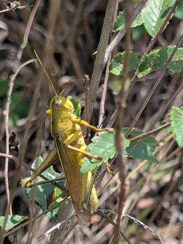 Spotted Bird Grasshopper