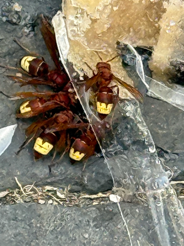 Oriental Hornet