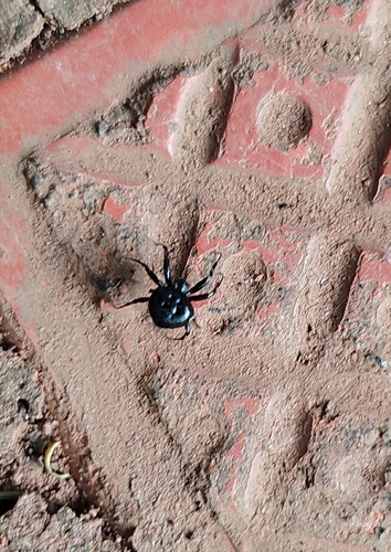 Eriovixia nox