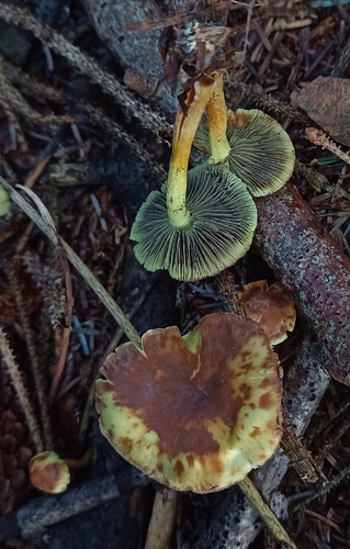 Sulphur Tuft